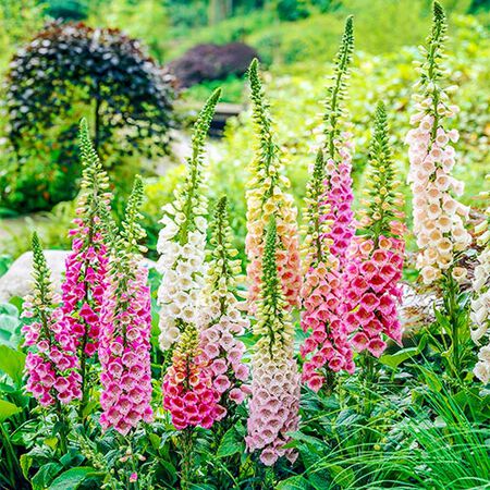 Camelot Mix, (F1) Digitalis Seeds image number null